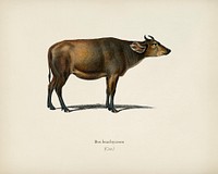 Cow (Bos brachyceros) illustrated by <a href="https://www.rawpixel.com/search/Charles%20Dessalines%20D%27%20Orbigny?&amp;page=1">Charles Dessalines D&#39; Orbigny </a>(1806-1876). Digitally enhanced from our own 1892 edition of Dictionnaire Universel D&#39;histoire Naturelle.