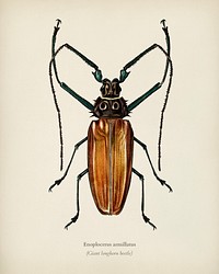Enoplocerus Armillatus illustrated by <a href="https://www.rawpixel.com/search/Charles%20Dessalines%20D%27%20Orbigny?&amp;page=1">Charles Dessalines D&#39; Orbigny</a> (1806-1876). Digitally enhanced from our own 1892 edition of Dictionnaire Universel D&#39;histoire Naturelle.