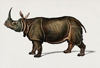 Indian rhinoceros (Rhinoceros unicornis) illustrated by Charles Dessalines D' Orbigny (1806-1876). Digitally enhanced from our own 1892 edition of Dictionnaire Universel D'histoire Naturelle.