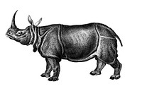 Vintage illustrations of Indian rhinoceros