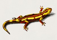 Fire Salamander (Salamandra Salamandra) illustrated by Charles Dessalines D' Orbigny (1806-1876). Digitally enhanced from our own 1892 edition of Dictionnaire Universel D'histoire Naturelle.