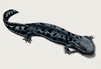 Hellbender Salamander (Cryptobranchus alleganiensis) illustrated by <a href="https://www.rawpixel.com/search/Charles%20Dessalines%20D%27%20Orbigny?&amp;page=1">Charles Dessalines D&#39; Orbigny</a> (1806-1876). Digitally enhanced from our own 1892 edition of Dictionnaire Universel D&#39;histoire Naturelle.