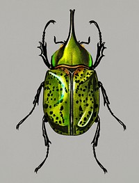 Vintage Illustration of Eastern Hecules Beetle.