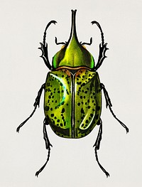Eastern Hecules Beetle (Scarabaeus Hyllus) illustrated by <a href="https://www.rawpixel.com/search/Charles%20Dessalines%20D%27%20Orbigny?&amp;page=1">Charles Dessalines D&#39; Orbigny</a> (1806-1876). Digitally enhanced from our own 1892 edition of Dictionnaire Universel D&#39;histoire Naturelle.