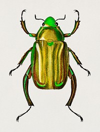 Chrysina Macropus (Chrysophora Macropa) illustrated by Charles Dessalines D' Orbigny (1806-1876). Digitally enhanced from our own 1892 edition of Dictionnaire Universel D'histoire Naturelle.