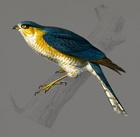 Vintage Illustration of Eurasian sparrowhawk.