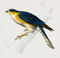 Eurasian sparrowhawk (Accipiter nisus) illustrated by <a href="https://www.rawpixel.com/search/Charles%20Dessalines%20D%27%20Orbigny?&amp;page=1">Charles Dessalines D&#39; Orbigny</a> (1806-1876). Digitally enhanced from our own 1892 edition of Dictionnaire Universel D&#39;histoire Naturelle.