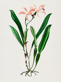Lelia cattleioides illustrated by <a href="https://www.rawpixel.com/search/Charles%20Dessalines%20D%27%20Orbigny?&amp;page=1">Charles Dessalines D&#39; Orbigny </a>(1806-1876). Digitally enhanced from our own 1892 edition of Dictionnaire Universel D&#39;histoire Naturelle.