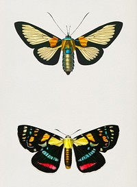 Collection of moths illustrated by<a href="https://www.rawpixel.com/search/Charles%20Dessalines%20D%27%20Orbigny?&amp;page=1"> Charles Dessalines D&#39; Orbigny</a> (1806-1876). Digitally enhanced from our own 1892 edition of Dictionnaire Universel D&#39;histoire Naturelle.