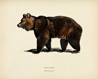 Brown Bear (Ursus Arctos) illustrated by <a href="https://www.rawpixel.com/search/Charles%20Dessalines%20D%27%20Orbigny?&amp;page=1">Charles Dessalines D&#39; Orbigny</a> (1806-1876). Digitally enhanced from our own 1892 edition of Dictionnaire Universel D&#39;histoire Naturelle.