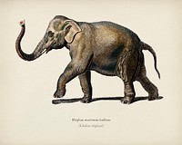 Asiatic elephant (Elephas maximus) indicus illustrated by <a href="https://www.rawpixel.com/search/Charles%20Dessalines%20D%27%20Orbigny?&amp;page=1">Charles Dessalines D&#39; Orbigny</a> (1806-1876). Digitally enhanced from our own 1892 edition of Dictionnaire Universel D&#39;histoire Naturelle.