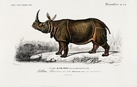 Indian rhinoceros (Rhinoceros unicornis) illustrated by <a href="https://www.rawpixel.com/search/Charles%20Dessalines%20D%27%20Orbigny?sort=curated&amp;page=1">Charles Dessalines D&#39; Orbigny</a> (1806-1876). Digitally enhanced from our own 1892 edition of Dictionnaire Universel D&#39;histoire Naturelle.