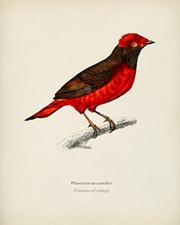 Guianan red cotinga (Phoenicircus carnifex) illustrated by <a href="https://www.rawpixel.com/search/Charles%20Dessalines%20D%27%20Orbigny?&amp;page=1">Charles Dessalines D&#39; Orbigny</a> (1806-1876). Digitally enhanced from our own 1892 edition of Dictionnaire Universel D&#39;histoire Naturelle.