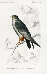 Red-footed Falcon (Falco rufipes) illustrated by <a href="https://www.rawpixel.com/search/Charles%20Dessalines%20D%27%20Orbigny?sort=curated&amp;page=1">Charles Dessalines D&#39; Orbigny</a> (1806-1876). Digitally enhanced from our own 1892 edition of Dictionnaire Universel D&#39;histoire Naturelle.