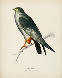 Red-footed Falcon (Falco rufipes) illustrated by <a href="https://www.rawpixel.com/search/Charles%20Dessalines%20D%27%20Orbigny?&amp;page=1">Charles Dessalines D&#39; Orbigny</a> (1806-1876). Digitally enhanced from our own 1892 edition of Dictionnaire Universel D&#39;histoire Naturelle.