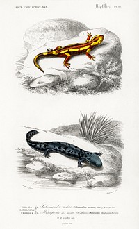 Fire Salamander (Salamandra Salamandra) and Hellbender Salamander (Cryptobranchus alleganiensis) illustrated by <a href="https://www.rawpixel.com/search/Charles%20Dessalines%20D%27%20Orbigny?sort=curated&amp;page=1">Charles Dessalines D&#39; Orbigny</a> (1806-1876). Digitally enhanced from our own 1892 edition of Dictionnaire Universel D&#39;histoire Naturelle.