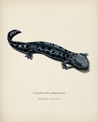 Hellbender Salamander (Cryptobranchus alleganiensis) illustrated by <a href="https://www.rawpixel.com/search/Charles%20Dessalines%20D%27%20Orbigny?&amp;page=1">Charles Dessalines D&#39; Orbigny</a> (1806-1876). Digitally enhanced from our own 1892 edition of Dictionnaire Universel D&#39;histoire Naturelle.