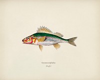 Gymnocephalus illustrated by <a href="https://www.rawpixel.com/search/Charles%20Dessalines%20D%27%20Orbigny?&amp;page=1">Charles Dessalines D&#39; Orbigny </a>(1806-1876). Digitally enhanced from our own 1892 edition of Dictionnaire Universel D&#39;histoire Naturelle.