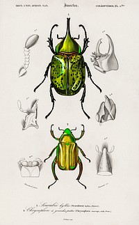 Chrysina Macropus (Chrysophora Macropa) and Eastern Hecules Beetle (Scarabaeus Hyllus) illustrated by <a href="https://www.rawpixel.com/search/Charles%20Dessalines%20D%27%20Orbigny?sort=curated&amp;page=1">Charles Dessalines D&#39; Orbigny</a> (1806-1876). Digitally enhanced from our own 1892 edition of Dictionnaire Universel D&#39;histoire Naturelle.