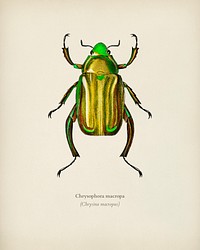 Chrysina Macropus (Chrysophora Macropa) illustrated by <a href="https://www.rawpixel.com/search/Charles%20Dessalines%20D%27%20Orbigny?&amp;page=1">Charles Dessalines D&#39; Orbigny</a> (1806-1876). Digitally enhanced from our own 1892 edition of Dictionnaire Universel D&#39;histoire Naturelle.