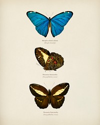 Different types of butterfly illustrated by <a href="https://www.rawpixel.com/search/Charles%20Dessalines%20D%27%20Orbigny?&amp;page=1">Charles Dessalines D&#39; Orbigny </a>(1806-1876). Digitally enhanced from our own 1892 edition of Dictionnaire Universel D&#39;histoire Naturelle.
