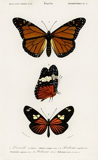 Different types of butterfly illustrated by <a href="https://www.rawpixel.com/search/Charles%20Dessalines%20D%27%20Orbigny?sort=curated&amp;page=1">Charles Dessalines D&#39; Orbigny</a> (1806-1876). Digitally enhanced from our own 1892 edition of Dictionnaire Universel D&#39;histoire Naturelle.