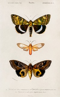 Different types of moths illustrated by Charles Dessalines D' Orbigny (1806-1876). Digitally enhanced from our own 1892 edition of Dictionnaire Universel D'histoire Naturelle.