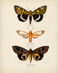 Different types of moths illustrated by Charles Dessalines D' Orbigny (1806-1876). Digitally enhanced from our own 1892 edition of Dictionnaire Universel D'histoire Naturelle.