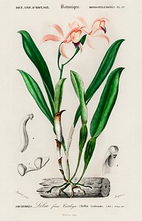 Lelia cattleioides illustrated by <a href="https://www.rawpixel.com/search/Charles%20Dessalines%20D%27%20Orbigny?sort=curated&amp;page=1">Charles Dessalines D&#39; Orbigny</a> (1806-1876). Digitally enhanced from our own 1892 edition of Dictionnaire Universel D&#39;histoire Naturelle.