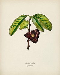 Asimina triloba illustrated by <a href="https://www.rawpixel.com/search/Charles%20Dessalines%20D%27%20Orbigny?&amp;page=1">Charles Dessalines D&#39; Orbigny</a> (1806-1876). Digitally enhanced from our own 1892 edition of Dictionnaire Universel D&#39;histoire Naturelle.