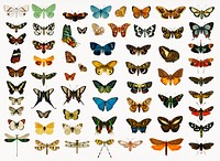 Different types of butterflies and moths illustrated by <a href="https://www.rawpixel.com/search/Charles%20Dessalines%20D%27%20Orbigny?&amp;page=1">Charles Dessalines D&#39; Orbigny</a> (1806-1876). Digitally enhanced from our own 1892 edition of Dictionnaire Universel D&#39;histoire Naturelle.