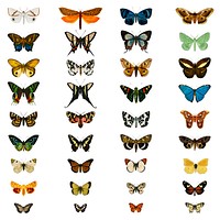 Collection of butterflies and moths illustrated by <a href="https://www.rawpixel.com/search/Charles%20Dessalines%20D%27%20Orbigny?&amp;page=1">Charles Dessalines D&#39; Orbigny</a> (1806-1876).
