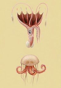Vintage Illustration of Mauve stinger jellyfish and Squid.