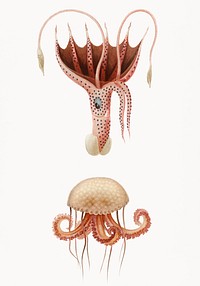 Mauve stinger jellyfish and Squid (Histioteuthis bonnellii) illustrated by <a href="https://www.rawpixel.com/search/Charles%20Dessalines%20D%27%20Orbigny?&amp;page=1">Charles Dessalines D&#39; Orbigny</a> (1806-1876). Digitally enhanced from our own 1892 edition of Dictionnaire Universel D&#39;histoire Naturelle.