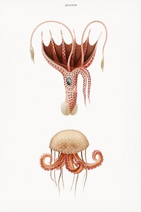 Mauve stinger jellyfish and Squid (Histioteuthis bonnellii) illustrated by Charles Dessalines D' Orbigny (1806-1876). Digitally enhanced from our own 1892 edition of Dictionnaire Universel D'histoire Naturelle.