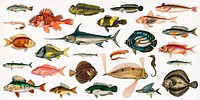 Different types of fishes illustrated by <a href="https://www.rawpixel.com/search/Charles%20Dessalines%20D%27%20Orbigny?sort=curated&amp;page=1">Charles Dessalines D&#39; Orbigny </a>(1806-1876) Digitally enhanced from our own 1892 edition of Dictionnaire Universel D&#39;histoire Naturelle.