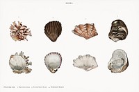 Different types of mollusks illustrated by Charles Dessalines D' Orbigny (1806-1876). Digitally enhanced from our own 1892 edition of Dictionnaire Universel D'histoire Naturelle.