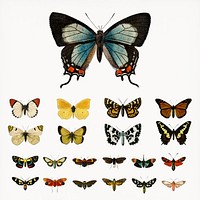 Collection of butterflies and moths illustrated by <a href="https://www.rawpixel.com/search/Charles%20Dessalines%20D%27%20Orbigny?&amp;page=1">Charles Dessalines D&#39; Orbigny</a> (1806-1876).