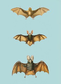 Vintage Illustration of Collection of bats.