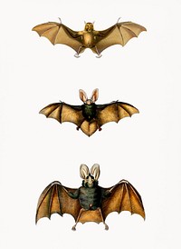 Collection of bats illustrated by <a href="https://www.rawpixel.com/search/Charles%20Dessalines%20D%27%20Orbigny?&amp;page=1">Charles Dessalines D&#39; Orbigny</a> (1806-1876). Digitally enhanced from our own 1892 edition of Dictionnaire Universel D&#39;histoire Naturelle.