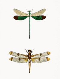 Different types of dragonflies illustrated by Charles Dessalines D' Orbigny (1806-1876). Digitally enhanced from our own 1892 edition of Dictionnaire Universel D'histoire Naturelle.