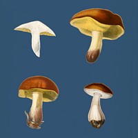 Vintage Illustration of Different types of mushroom.