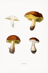 Different types of mushroom illustrated by <a href="https://www.rawpixel.com/search/Charles%20Dessalines%20D%27%20Orbigny?&amp;page=1">Charles Dessalines D&#39; Orbigny </a>(1806-1876). Digitally enhanced from our own 1892 edition of Dictionnaire Universel D&#39;histoire Naturelle.