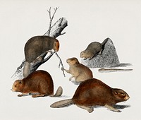 Beaver (Castor) illustrated by Charles Dessalines D' Orbigny (1806-1876). Digitally enhanced from our own 1892 edition of Dictionnaire Universel D'histoire Naturelle.