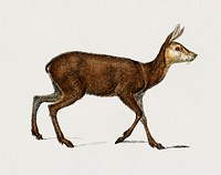 Moschus illustrated by Charles Dessalines D' Orbigny (1806-1876). Digitally enhanced from our own 1892 edition of Dictionnaire Universel D'histoire Naturelle.