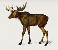 Alces alces illustrated by Charles Dessalines D' Orbigny (1806-1876). Digitally enhanced from our own 1892 edition of Dictionnaire Universel D'histoire Naturelle.