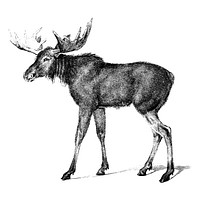 Vintage illustrations of Moose