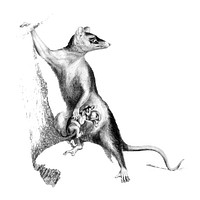 Vintage illustrations of Big-eared opossum