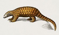 Indian Pangolin (Manis crassicaudata) illustrated by Charles Dessalines D' Orbigny (1806-1876). Digitally enhanced from our own 1892 edition of Dictionnaire Universel D'histoire Naturelle.