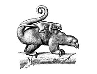Vintage illustrations of Pygmy anteater